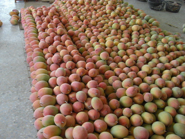 九个月宝宝吃大芒果好呢还是小台芒好?-请问九