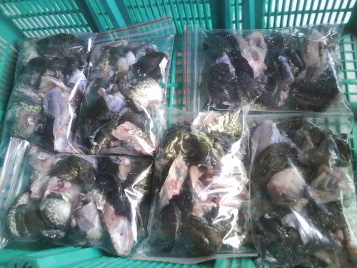 台东田蛙-田鸡专卖店-339农家市集-台湾当季水