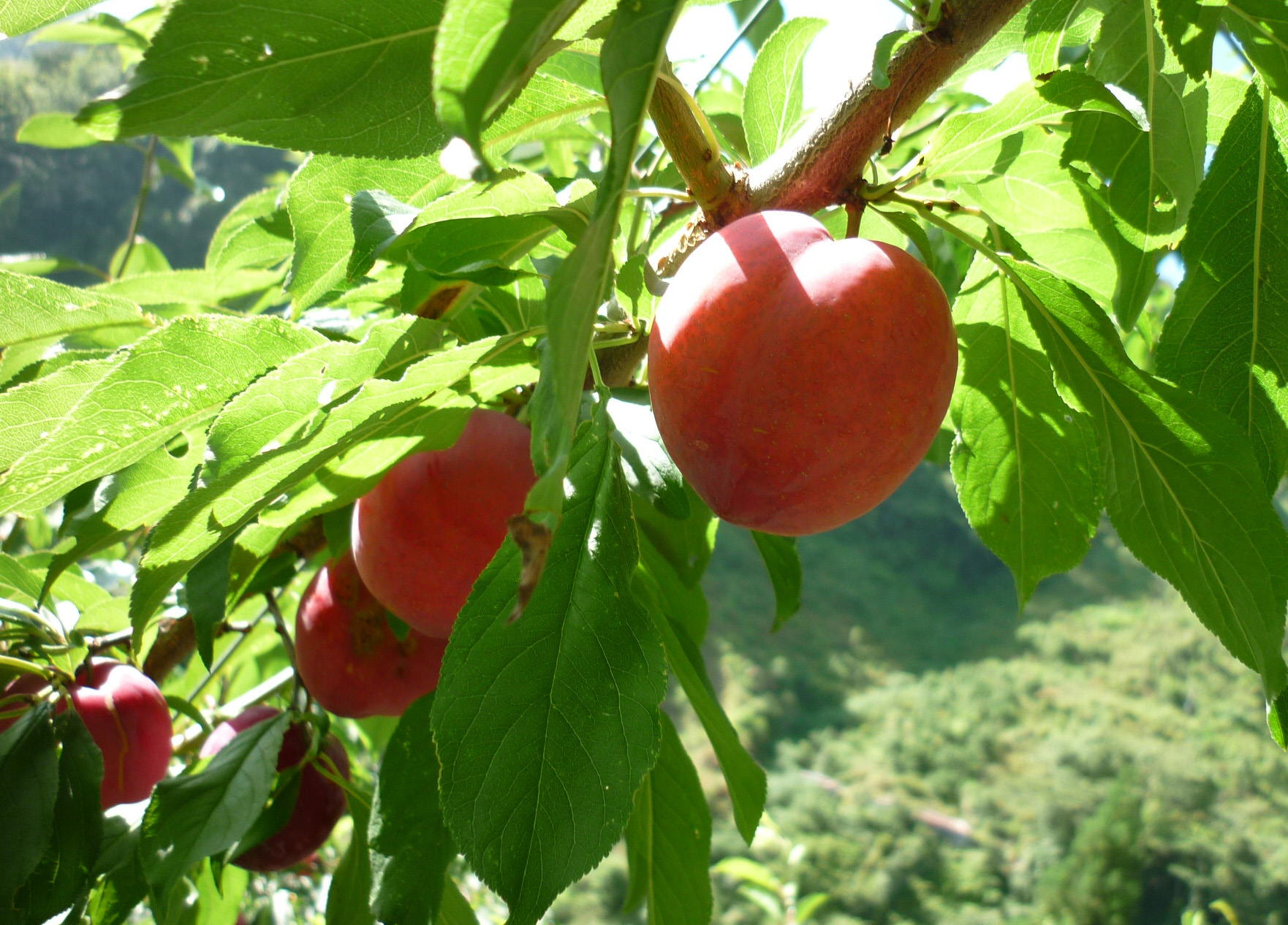 佳阳农场-339农家市集-台湾当季水果蔬菜,有机
