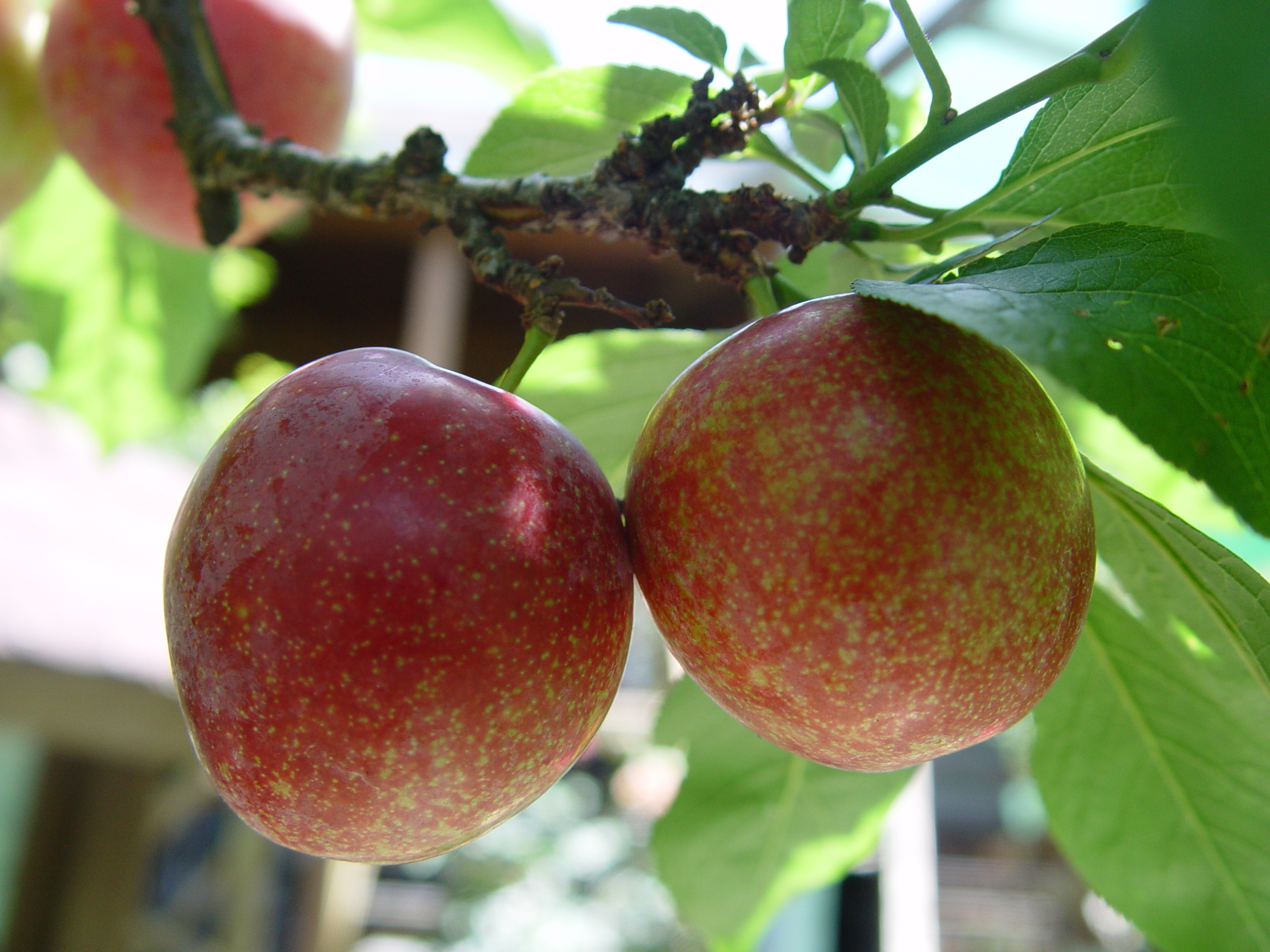 9农家市集-台湾当季水果