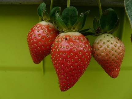 庄-产品介绍-339农家市集-台湾当季水果蔬菜,有